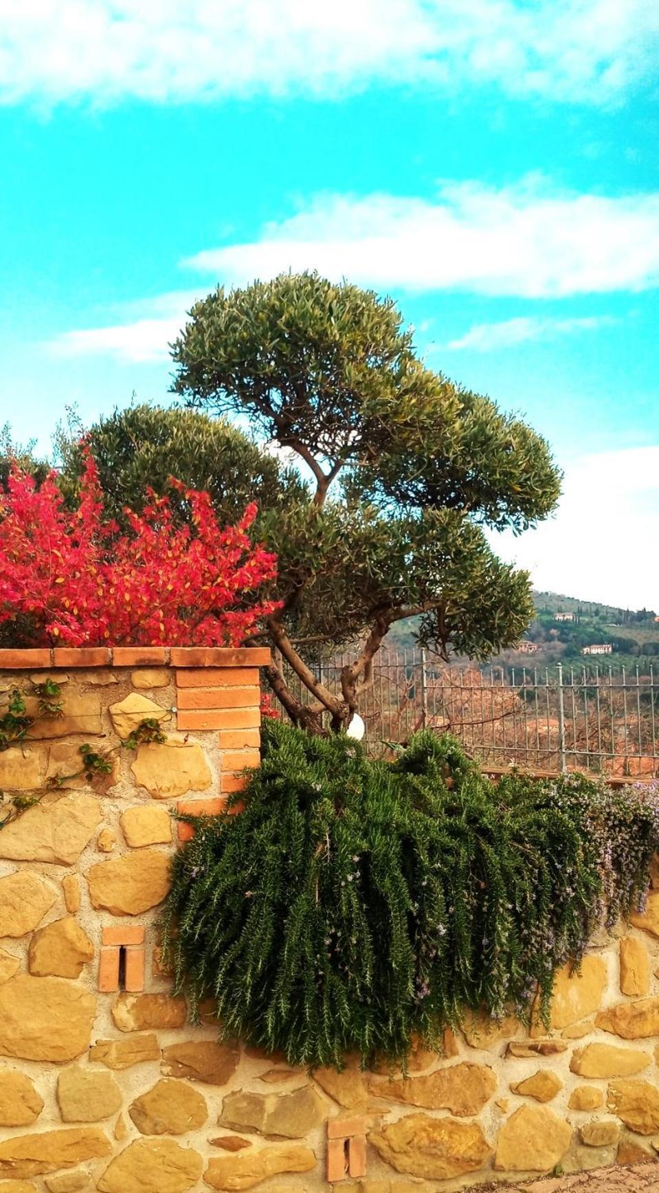 Olivo Bonsai Passignano sul Trasimeno Exterior foto