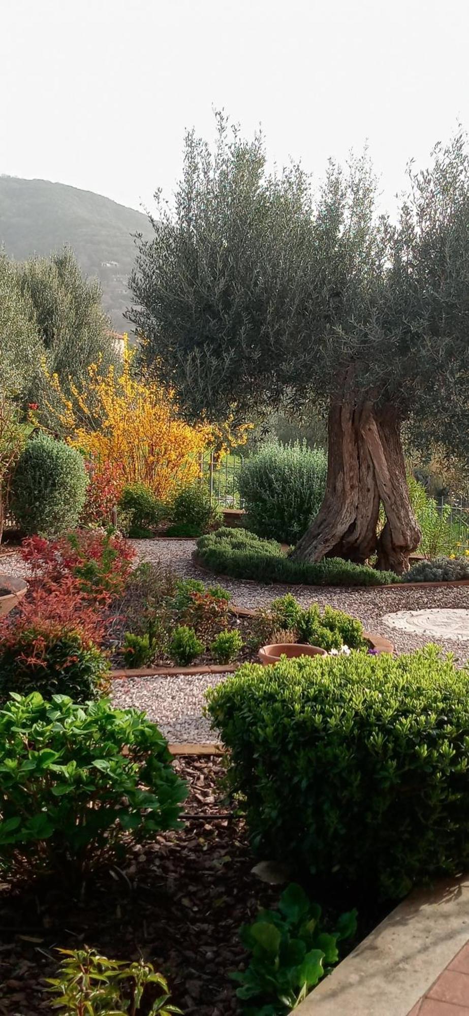Olivo Bonsai Passignano sul Trasimeno Exterior foto