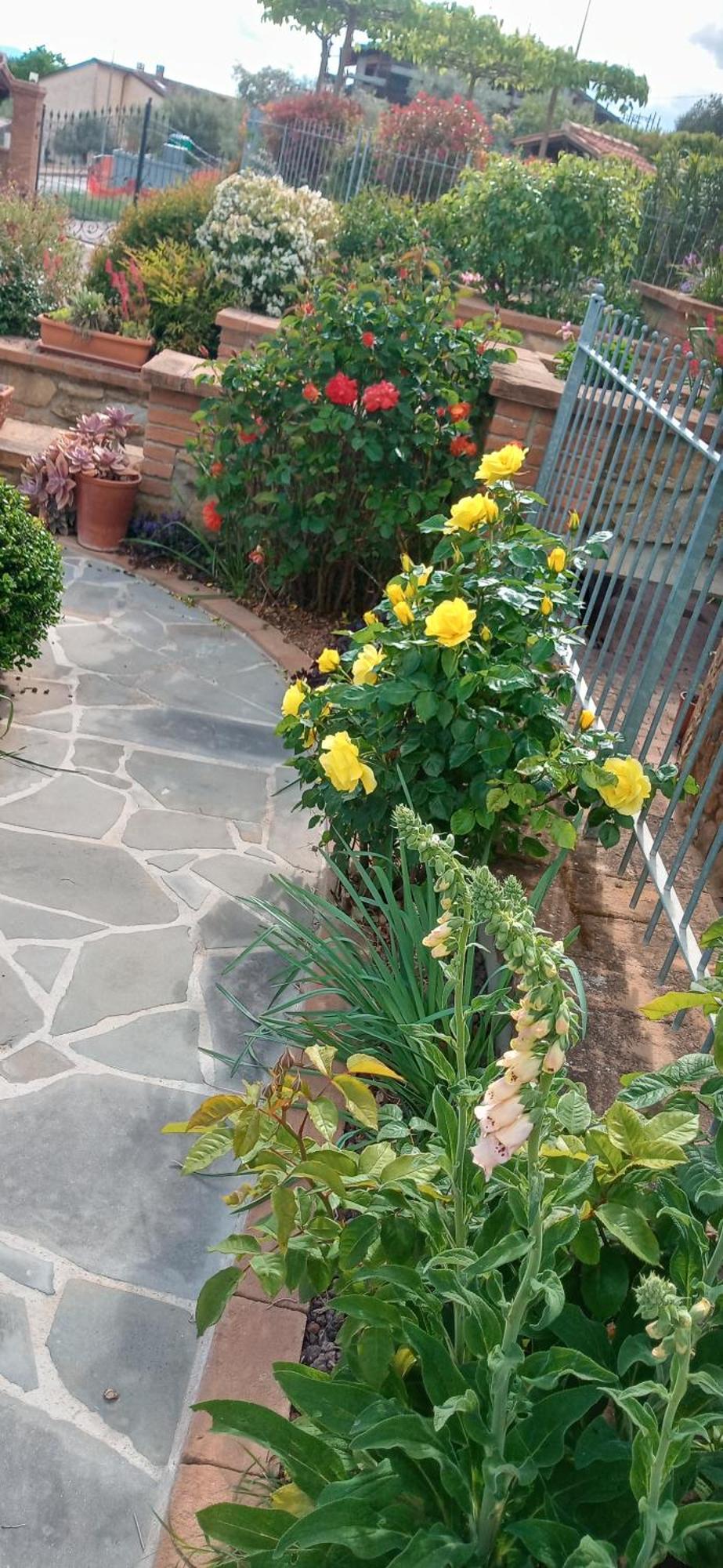 Olivo Bonsai Passignano sul Trasimeno Exterior foto